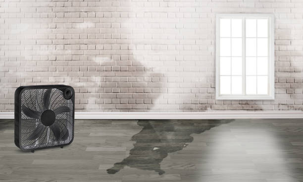 Best Water damage cleanup near me  in Flagtown, NJ